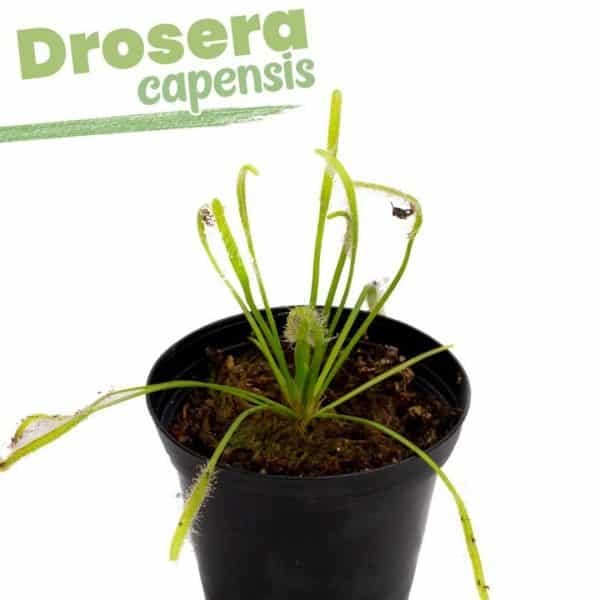 2 X 1 VENUS ATRAPAMOSCA ESTANDAR + Drosera capensis - Imagen 3