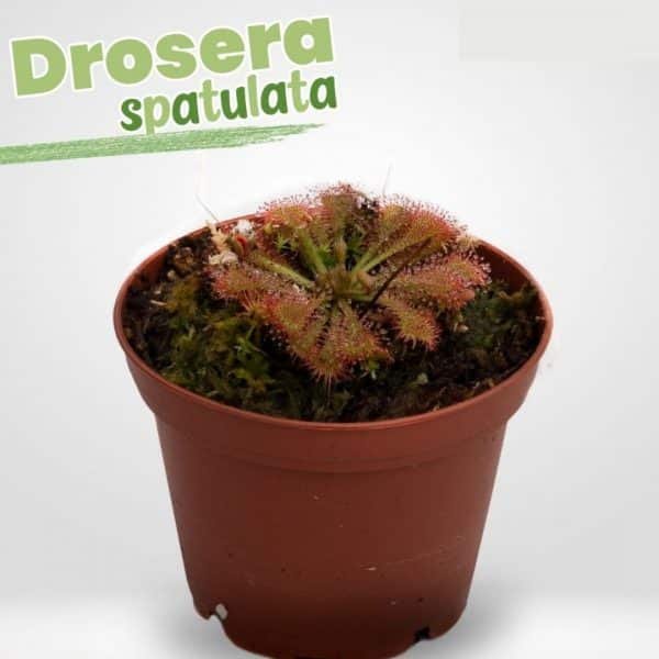 2x1 Venus atrapamoscas estandar + Drosera spatulata | 8cm - Imagen 3