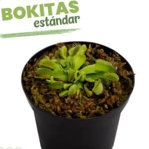 Alternative view of 2 X 1 VENUS ATRAPAMOSCA ESTANDAR + Nephentes hookeriana | 8cm