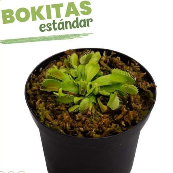 2 X 1 VENUS ATRAPAMOSCA ESTANDAR + Drosera capensis - Imagen 2
