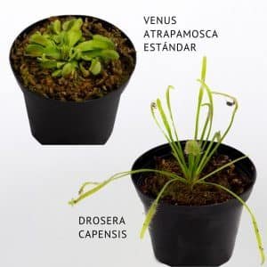 2 X 1 VENUS ATRAPAMOSCA ESTANDAR + Drosera capensis