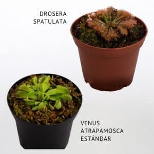 2x1 Venus atrapamoscas estandar + Drosera spatulata | 8cm