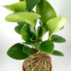 Alternative view of kokedama peperomia verde | 25cm