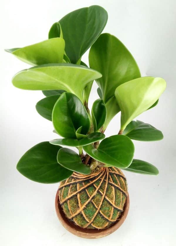 kokedama peperomia verde | 25cm - Imagen 2