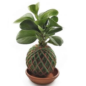 kokedama peperomia verde | 25cm