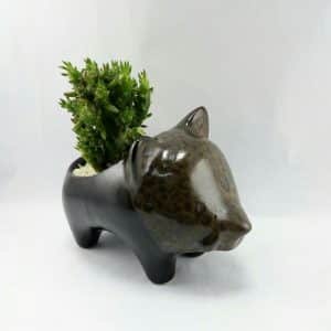 Jabali ceramica + suculenta | 10cm