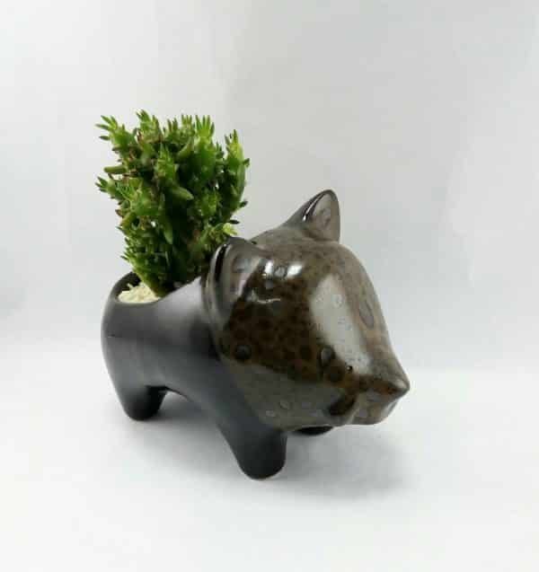Jabali ceramica + suculenta | 10cm