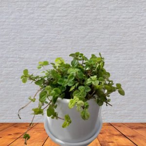 Alternative view of Llamaplata en maceta blanca | 20cm