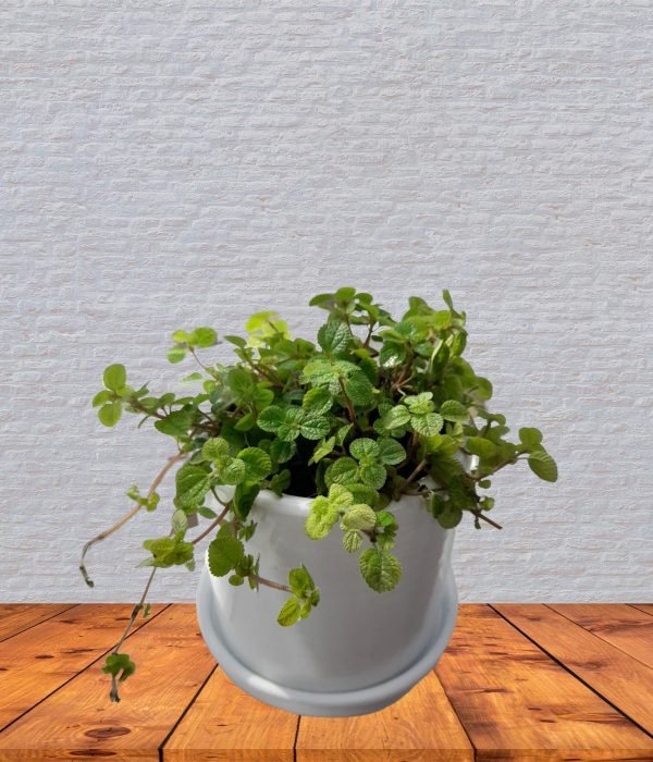 Llamaplata en maceta blanca | 20cm - Imagen 2