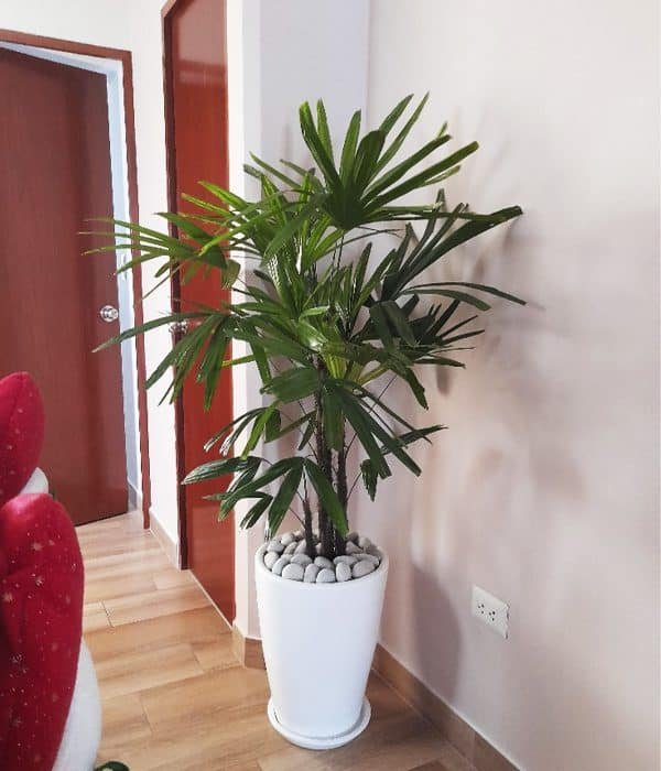 Palmera raphis en maceta blanca | 1.60 mts