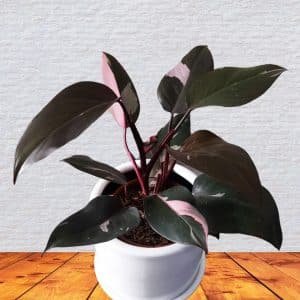 Philodendron Pink Princess en maceta blanca | 30cm