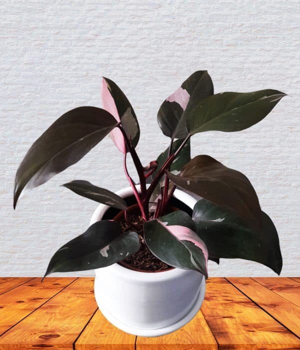 Philodendron Pink Princess en maceta blanca | 30cm
