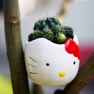Alternative view of Suculentas + Maceta Cabecita Hello Kitty | 11 cm