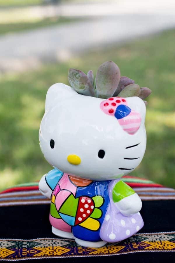 Suculenta + Maceta Hello kitty con Cartera| 19 cm - Imagen 2