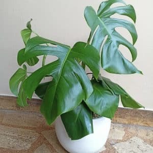Monstera Deliciosa (costilla de Adán) + Maceta blanca | 75cm
