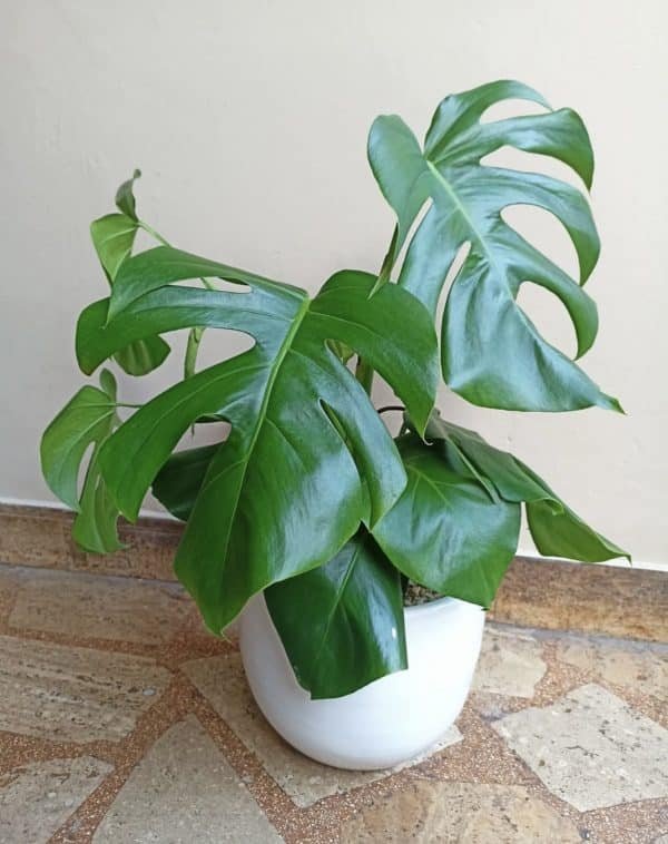 Monstera Deliciosa (costilla de Adán) + Maceta blanca | 75cm