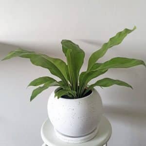 Helecho alemán (asplenium) + Maceta esférica | 45cm
