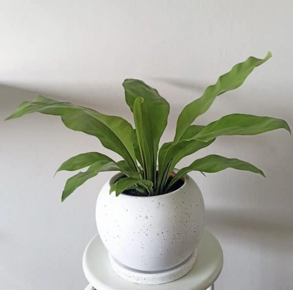 Helecho alemán (asplenium) + Maceta esférica | 45cm
