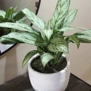 Aglaonema + Maceta blanca | 65cm