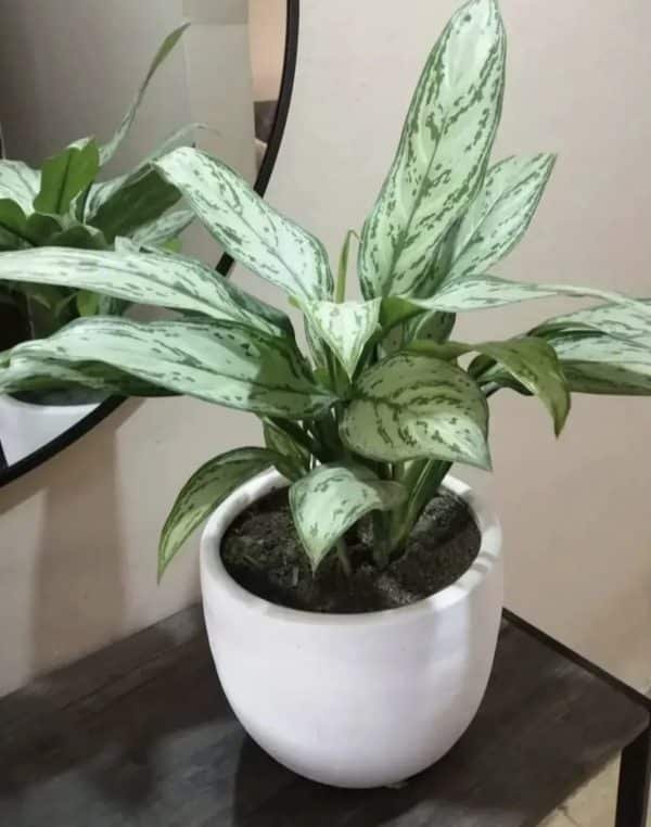 Aglaonema + Maceta blanca | 65cm