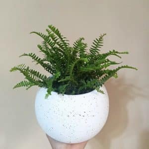 Helecho enano + Maceta Esfera Blanca | 30cm