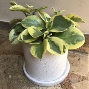 Peperomia amarilla + maceta cilíndrica | 35cm