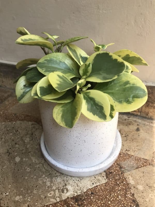 Peperomia amarilla + maceta cilíndrica | 35cm
