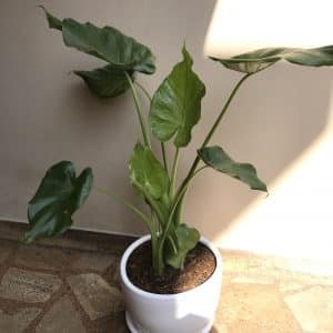 Oreja de chancho + maceta blanca | 95cm
