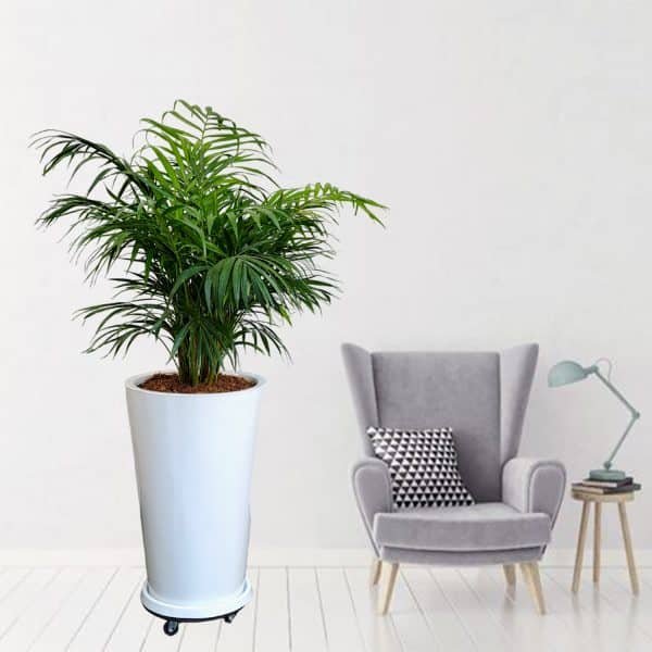 Palmera Hawaiana en maceta blanca + ruedas| 1.5 mts - Imagen 2