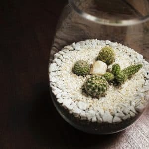 Alternative view of Terrario Tropical Valeria | 25,5cm
