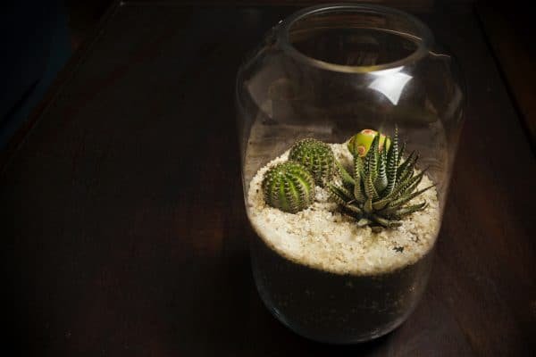 Terrario Tropical Micaela | 25,5cm - Imagen 3