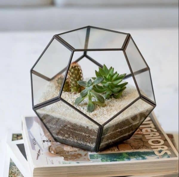 Terrario Tropical Abstract M | 15cm - Imagen 2