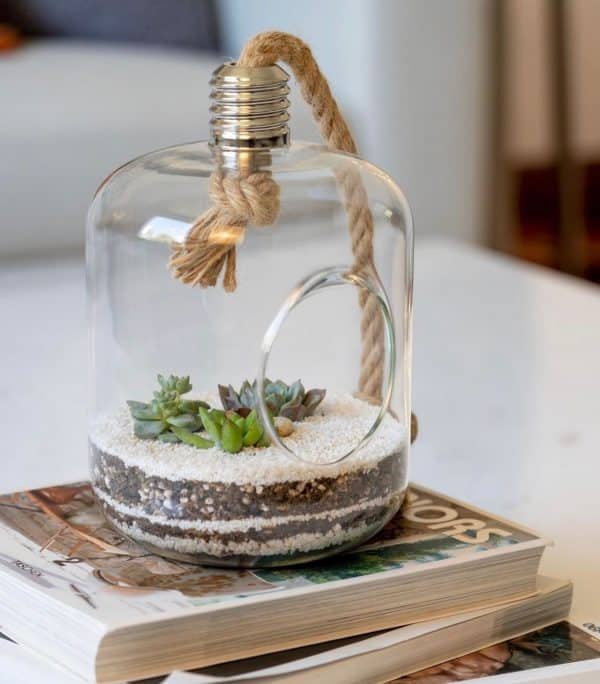 Terrario Tropical Lucerna | 23.5cm - Imagen 2