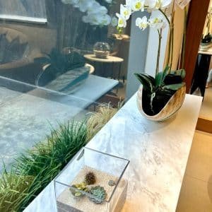 Alternative view of Terrario Tropical Luciana | 15cm