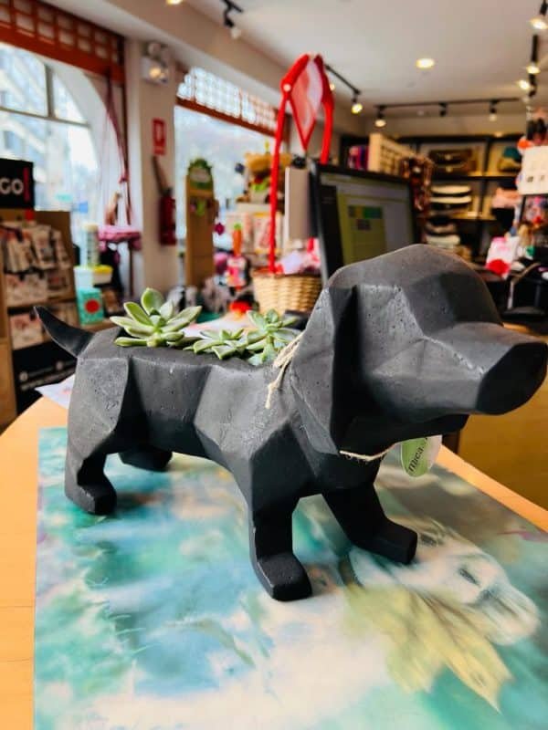 Suculenta + Maceta Pet Friendly Salchicha | 24cm - Imagen 2