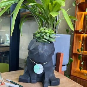 Suculenta + Maceta Pet Friendly Pug | 25cm