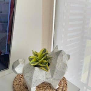 Alternative view of Suculenta + Maceta Pet Friendly Pomeranian| 25cm
