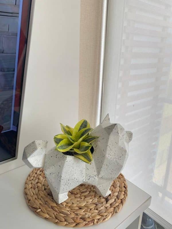 Suculenta + Maceta Pet Friendly Pomeranian| 25cm - Imagen 2