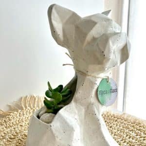Suculenta + Maceta Pet Friendly Yorkie | 19cm