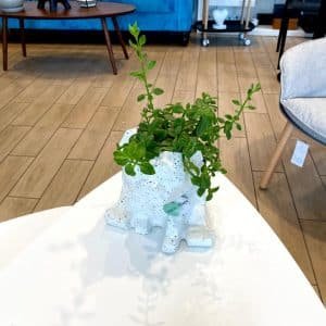 Alternative view of Suculenta + Maceta Pet Friendly Pug | 25cm