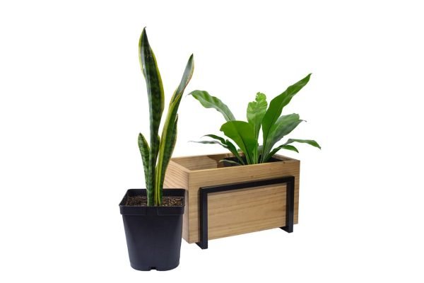 Portamaceta Rectangular | 26cm - Imagen 5