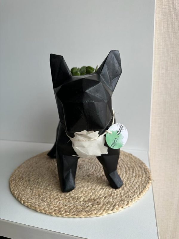 Suculenta + Maceta Pet Friendly Frenchie | 28cm - Imagen 5
