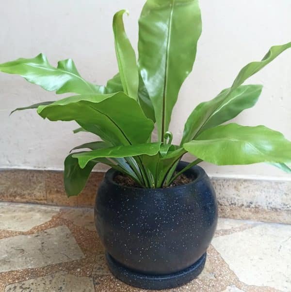 Helecho alemán (asplenium) + Maceta esférica | 45cm - Imagen 3