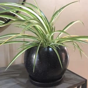 Cinta de Novia + Maceta Esfera | 45cm