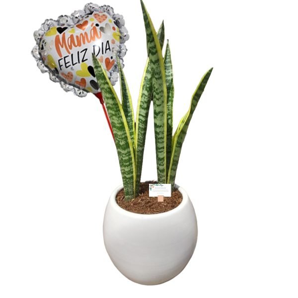 Lengua de suegra + Maceta esférica + Globo | 50cm