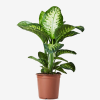 Dieffenbachia seguine o Difenbachia | 95 cms