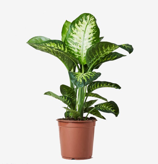 Dieffenbachia seguine o Difenbachia | 95 cms