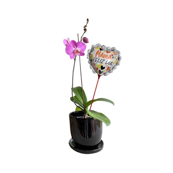 Orquídea 1 |30cm