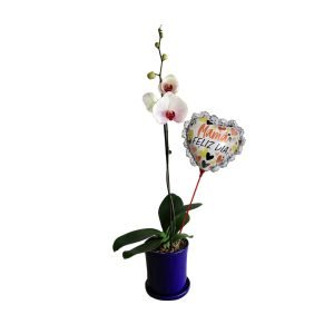 Orquídea 7 | 30cm