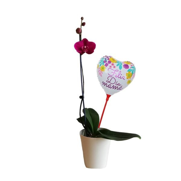 Orquídea 8 |30cm